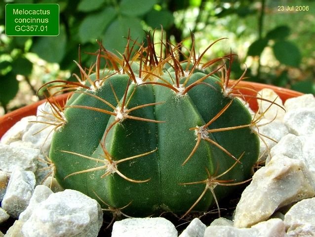 Melocactus _concinnus _GC357.01_ 01